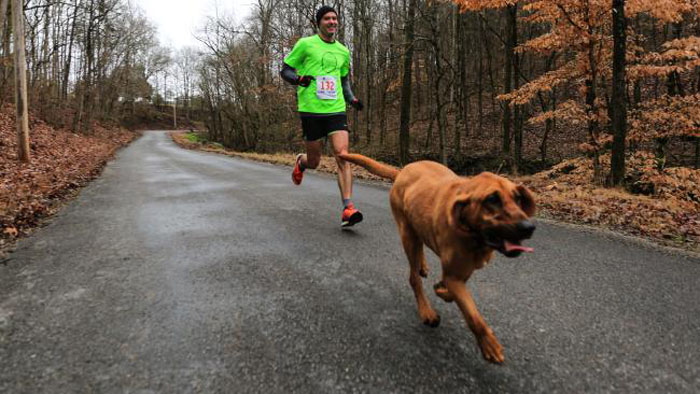 Dog accidentally runs US half-marathon, finishes in an impressive seventh place 